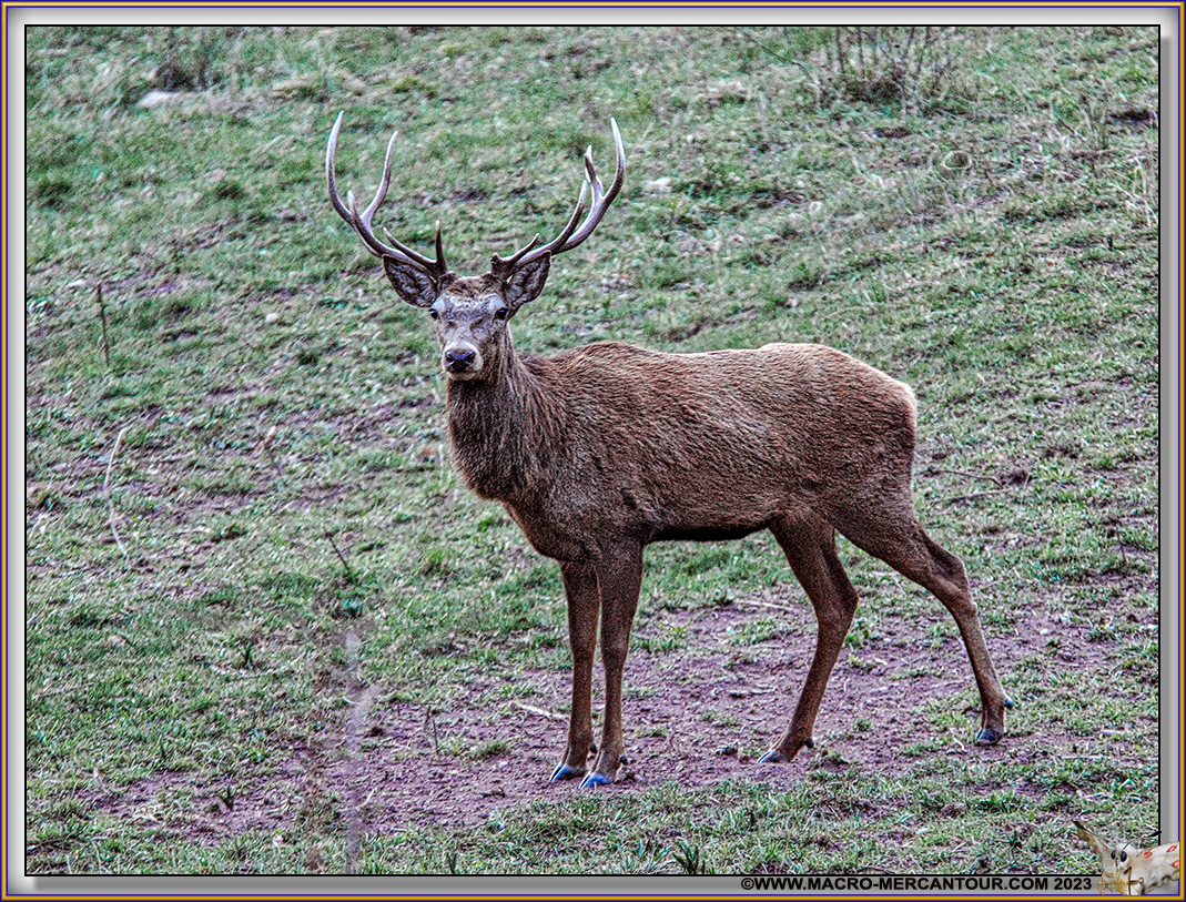 CERF